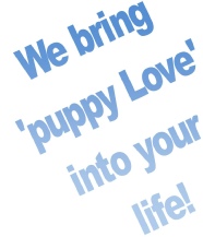 img02,pupsnthings, pups n things, pups and things, pups, n, and, things, puppy, puppies, &, puppies n things