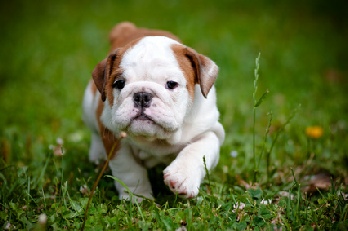 img06,pupsnthings, pups n things, pups and things, pups, n, and, things, puppy, puppies, &, puppies n things